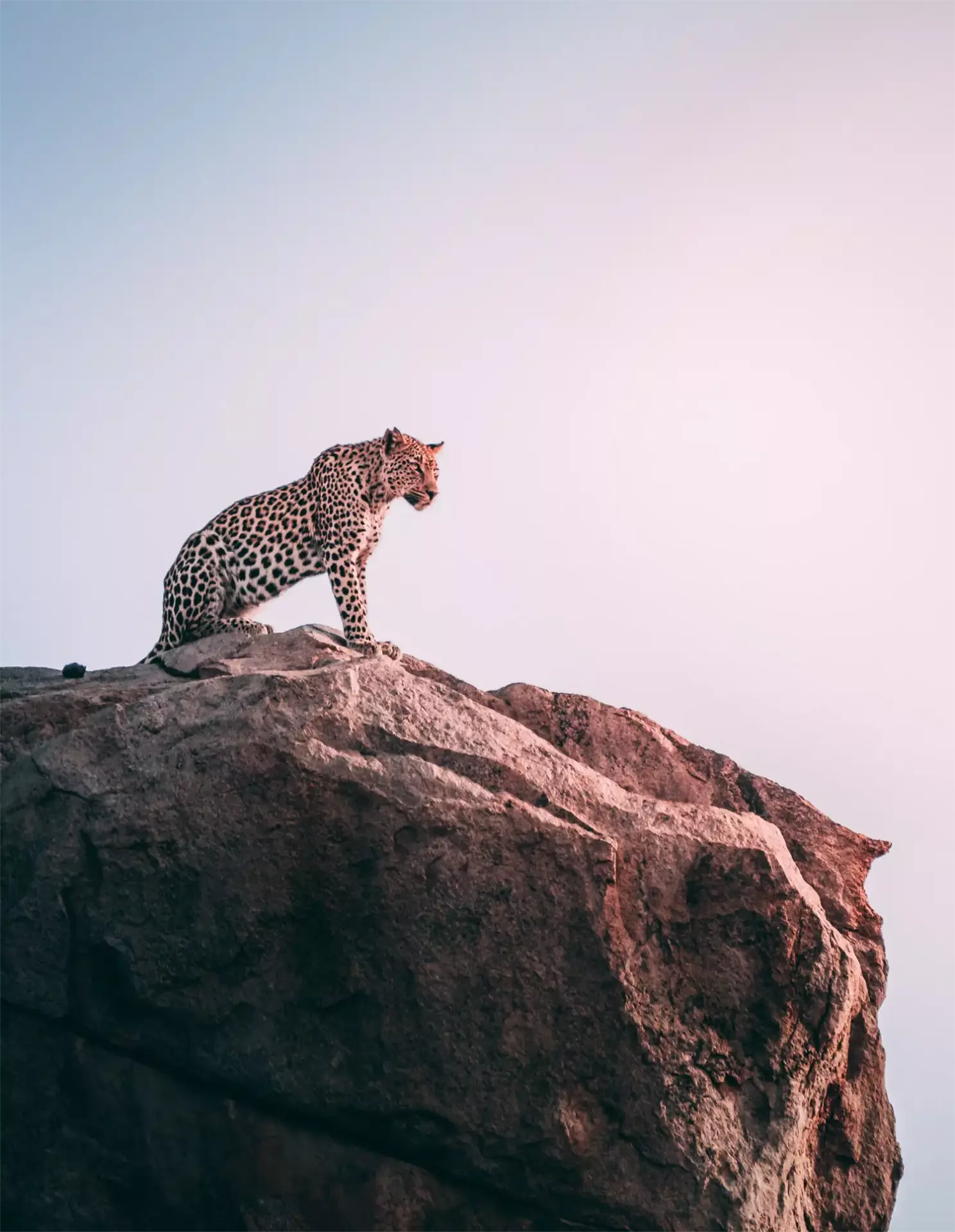 Leopard auf Klippe